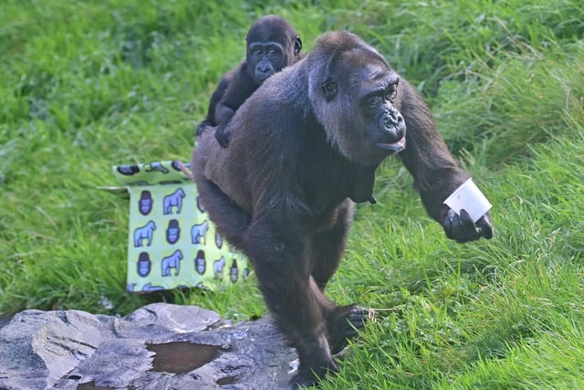Kofi enjoy’s some Birthday treats to celebrate his 1st Birthday at Belfast Zoo on Thursday.