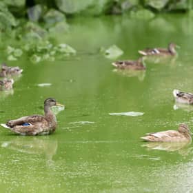 Photos taken at Lough Neagh in August showed ducks attempting to traverse water coloured a sickly green by pollution. Photo: Stephen Davison/Pacemaker