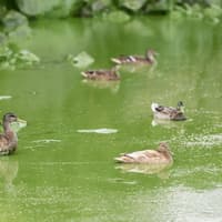 Call for Irish government to 'intervene' in Lough Neagh crisis