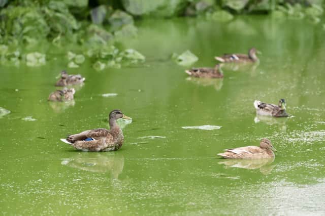 Photos taken at Lough Neagh in August showed ducks attempting to traverse water coloured a sickly green by pollution. Photo: Stephen Davison/Pacemaker