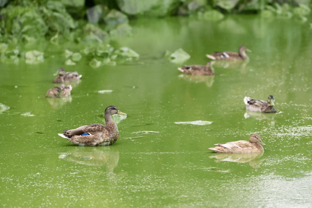 Irish government called to intervene in Lough Neagh environmental crisis