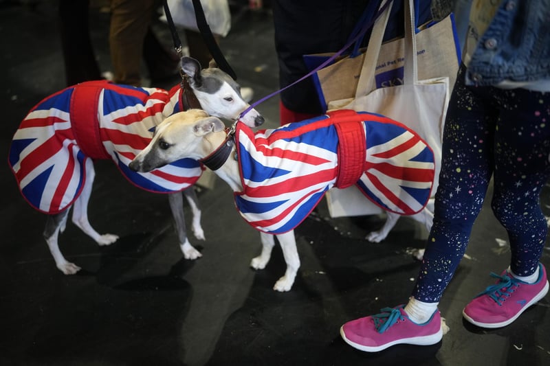 Two Whippets wear Union flag coats