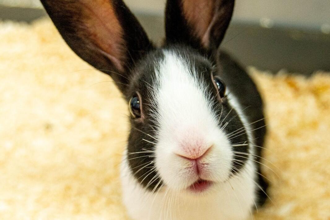 Bunny ban: NI pet retailer paws-es rabbit sales to encourage responsible pet ownership