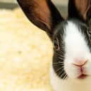 Jollyes’ Easter bunny ban is set to begin next week