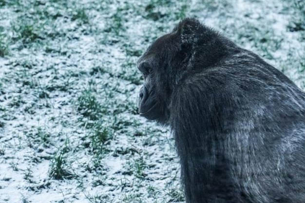 Namoki the female Western Lowland Gorilla explores her snowy surrounding.