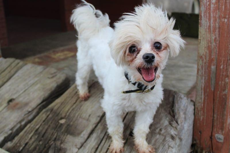 Becky is the sweetest little 4 year old Maltese Crossbreed who absolutely loves human company. She needs to be the only dog in the home and will need adopters that are willing to help her with her training around other dogs. Becky loves her walks and she will happily jump into the car and join you on your adventures. She is a sociable lady when it comes to people! Becky could live with secondary school aged children.