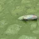 Mick Hagan from the west shore of Lough Neagh has taken photos of fish and eels dying due to the pollution in Lough Neagh.