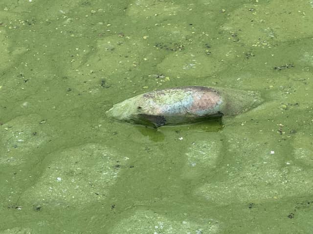 Mick Hagan from the west shore of Lough Neagh has taken photos of fish and eels dying due to the pollution in Lough Neagh.