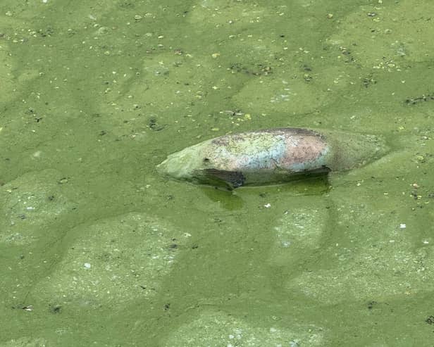 Mick Hagan from the west shore of Lough Neagh has taken photos of fish and eels dying due to the pollution in Lough Neagh.