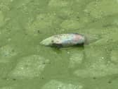 Mick Hagan from the west shore of Lough Neagh has taken photos of fish and eels dying due to the pollution in Lough Neagh.