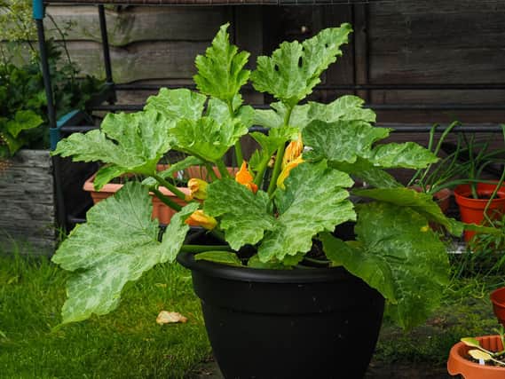 Courgettes are extremely prolific and for a family of four you won’t need more than one plant