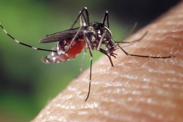 Northern Ireland has suffered an unusual surge in mosquito numbers recently - and we are likely to see greater numbers of them in future with an increasing risk of them spreading viruses, an expert has warned.
Photo by Pixabay