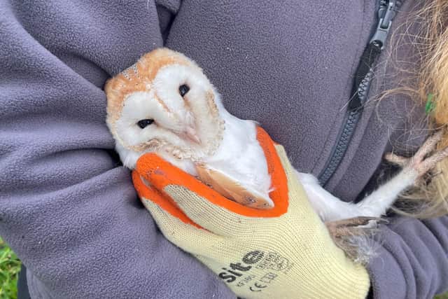 Barn owl chick. Picture: Ulster Wildlife