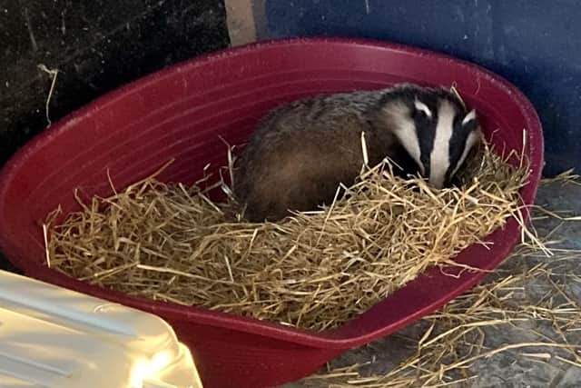 The young badger recovering in USPCA care after the traumatic ordeal.
