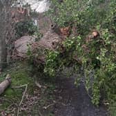 This fallen tree blocked the driveway of Barbara Edgar from Hunters Hill Road in Gilford due to Storm Isha. Her husband has a chain saw and cleared it with help from neighbours. Several smaller trees also came down.