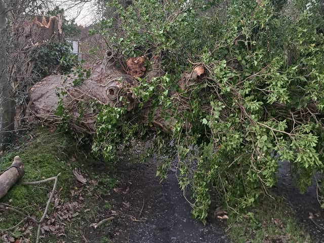 This fallen tree blocked the driveway of Barbara Edgar from Hunters Hill Road in Gilford due to Storm Isha. Her husband has a chain saw and cleared it with help from neighbours. Several smaller trees also came down.