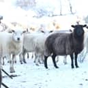 Sheep wait to be fed  at Tardree in Co. Antrim as the fields remain under snow.  PICTURE BY STEPHEN DAVISON