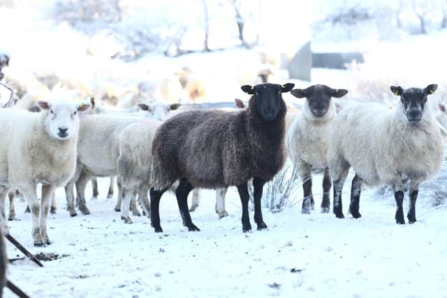 Sheep wait to be fed at Tardree in Co. Antrim as the fields remain under snow. PICTURE BY STEPHEN DAVISON
