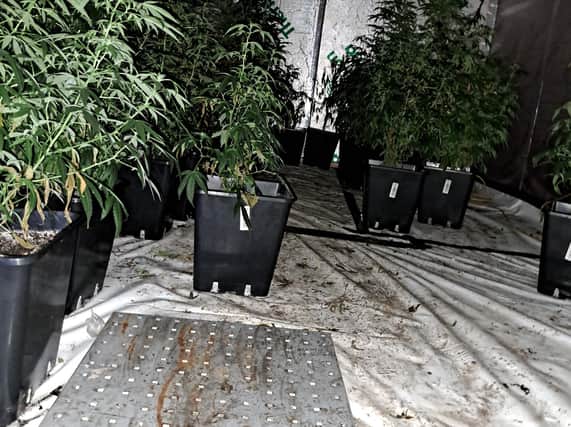 Suspected cannabis factory