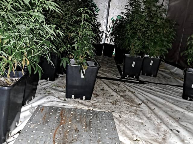 Suspected cannabis factory