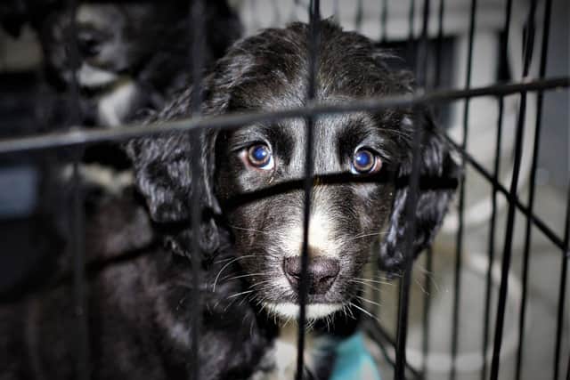 If you are buying a dog be sure not to purchase one from illegal breeders who expose dogs to the inhospitable conditions. Instead think about rehoming a dog from a shelter or instead purchase from a reputable breeder