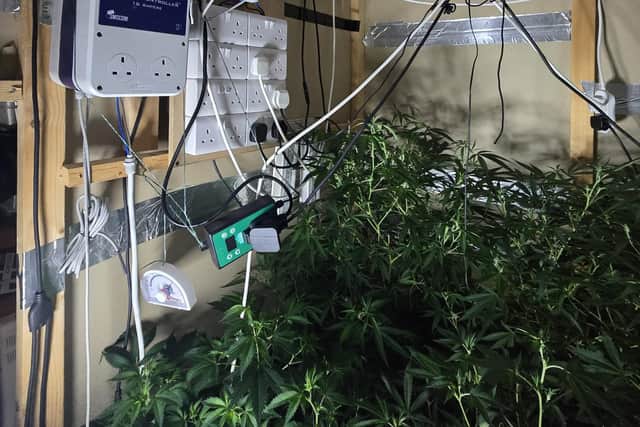 Illegal drugs being grown in Templepatrick.