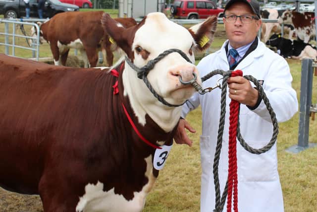 Robert Murdock, from Newry with the Hereford heifer class winner at this year's Castlewellan Show.