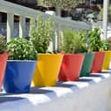 A line of coloured pots containing herbs on a garden ledge.