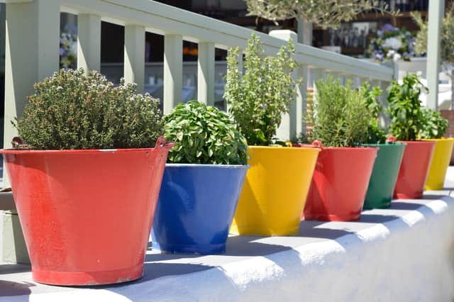 A line of coloured pots containing herbs on a garden ledge.