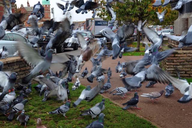 Feeding pigeons could lead to a £500 fine under new law