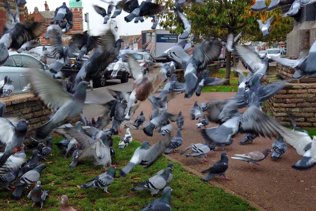 'Probably the only thing that mars our town are the pigeons at certain times'