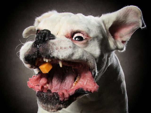 Would you like to see more pictures of dogs trying to catch cheese? Of course you would. Keep clicking for more.