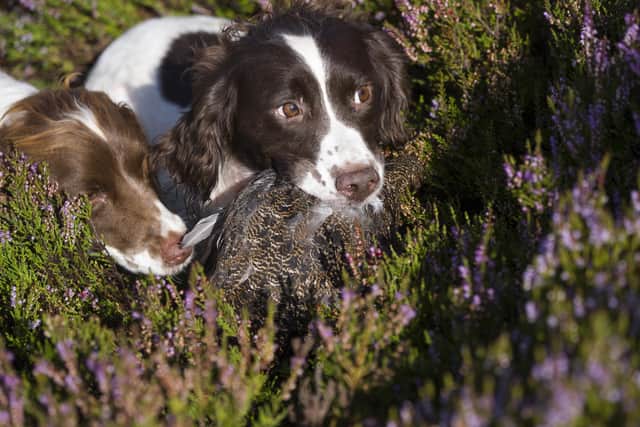 Daera said Minister Muir “remains opposed to animal cruelty, including the hunting of wild mammals with dogs”.