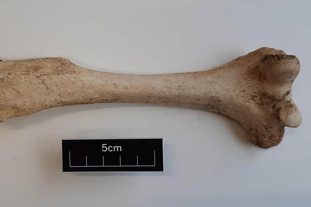 Left humerus anterior bone found in Co Donegal burial place