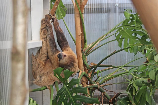 Sloths in new home