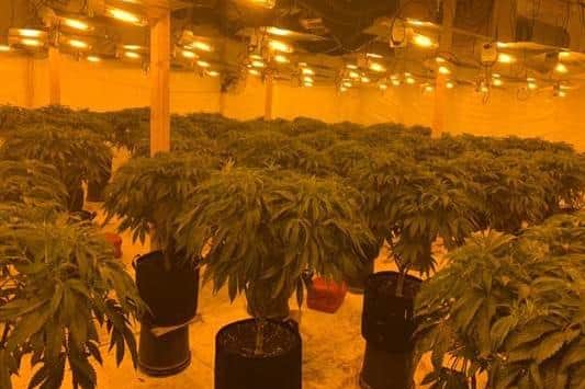 The cannabis farm discovered by the PSNI in Co Down.