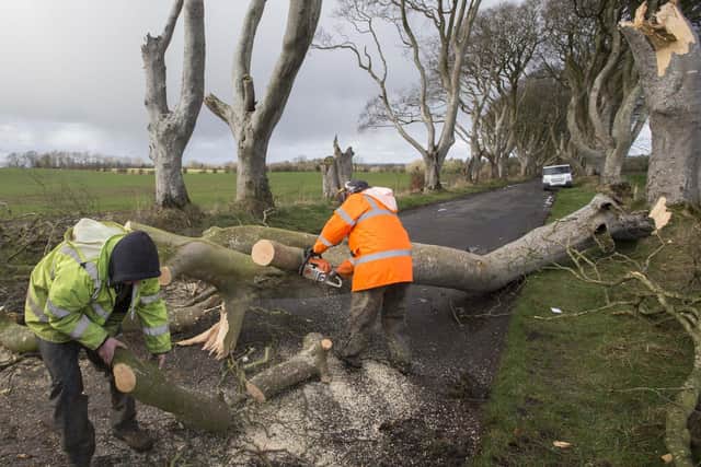 Workmen clear a fallen tree from the Dark Hedges in County Antrim, after the tree-lined avenue was damaged in Storm Doris in February 2017. 
Photo: Steven McAuley/PA Wire