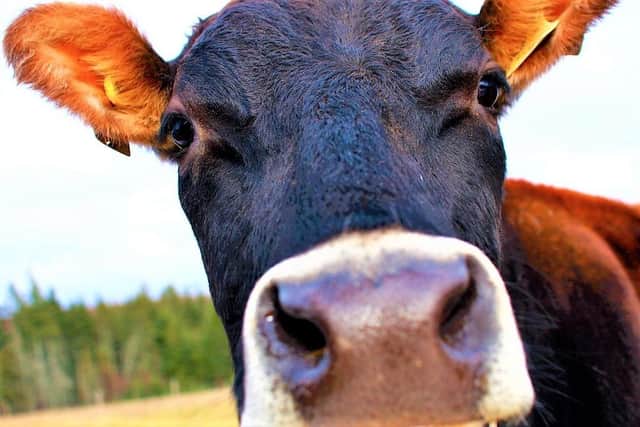 The farmer admitted the offences at Enniskillen courthouse (image via Creative Commons, credit: Martin Cathrae)