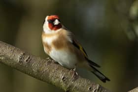 European goldfinch Carduelis carduelis, adult perched in tree
