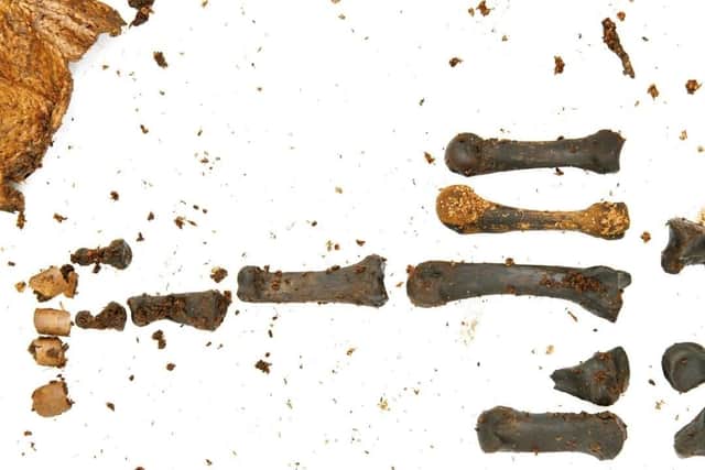 Archaeologists within the Police Service of Northern Ireland, have uncovered ancient human remains carbon dated as old as 2,000-2,500 years. Pictured is the left hand bones from the body.  Picture: PSNI