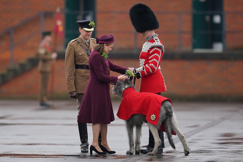 Lady Ghika, wife of the Regimental Lieutenant Colonel, Major General Sir Christopher Ghika, steps forward to present shamrock to their mascot, 3-year-old Irish Wolfhound, Seamus, on the Parade Square at Mons Barracks, Aldershot, during a St Patrick's Day parade