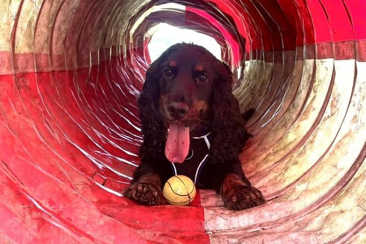 Having a ball at Off Lead Agility