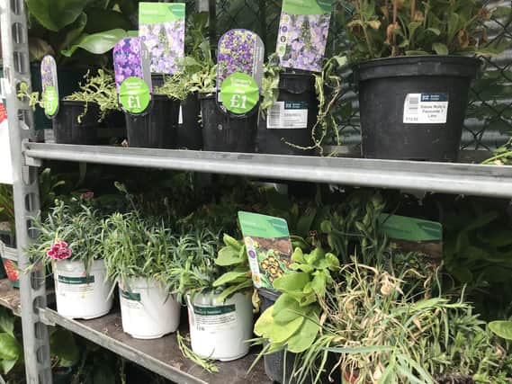 Snap up plants in a sale