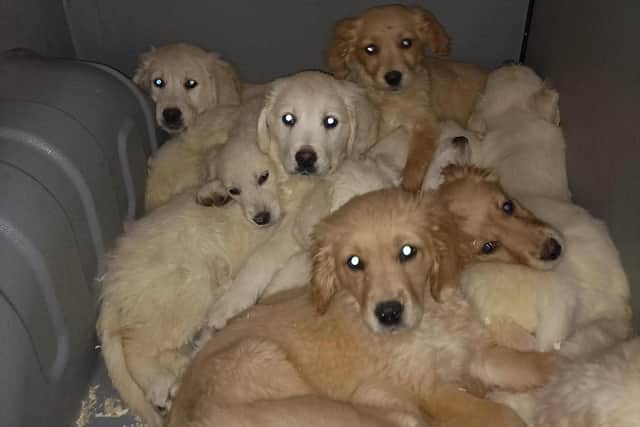 Almost 30 puppies were rescued at Belfast Port this week.