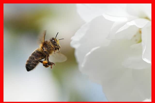 Bees pollinating a Cherry tree in Athy, Co Kildare.