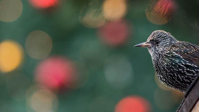 Think about nature this Christmas and take a greener approach to wrapping paper, cards and decorations