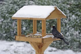 A blackbird feeding on a table.