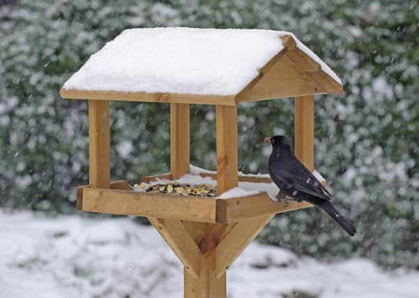 A blackbird feeding on a table.