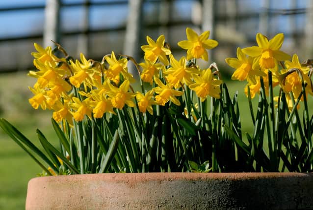 Narcissus 'Tete a Tete' can be moved outside.