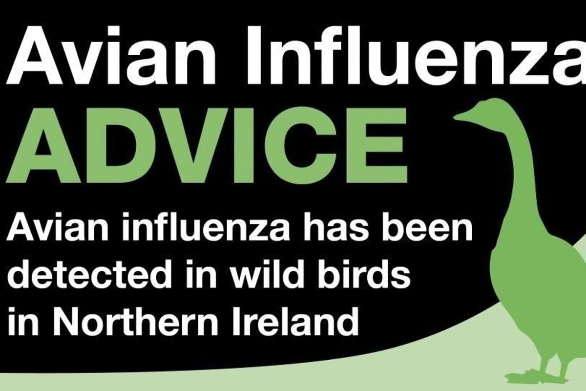 UK's worst ever bird flu outbreak: NI adopts strict biosecurity measures